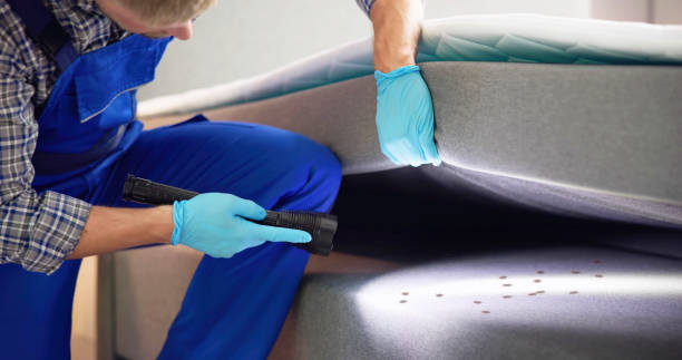 Flea Control Services in Holbrook, NY