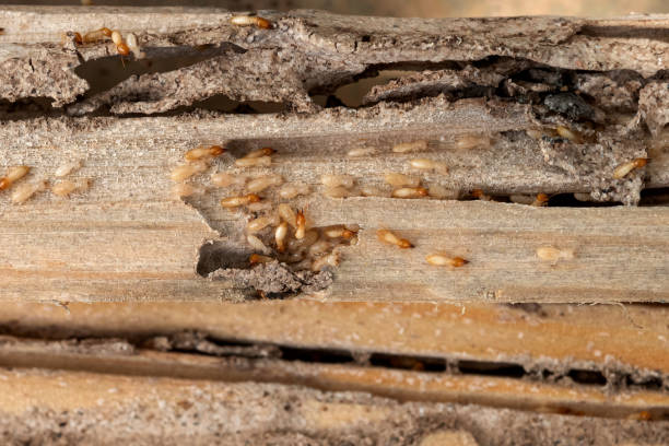 Best Pest Removal Services  in Holbrook, NY