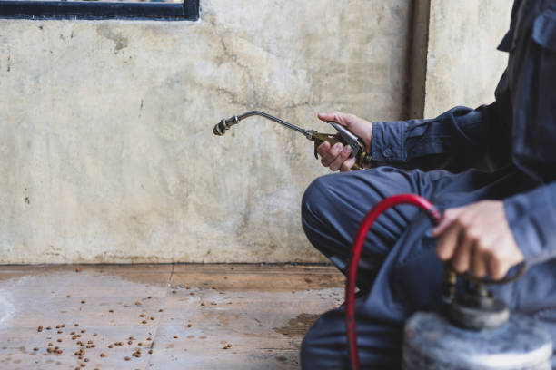 Wasp Removal Services in Holbrook, NY